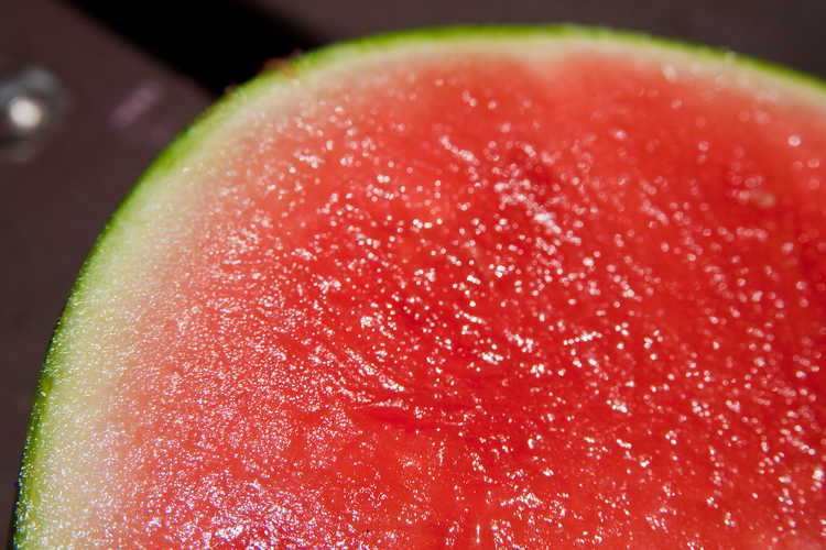 Seedless watermelon