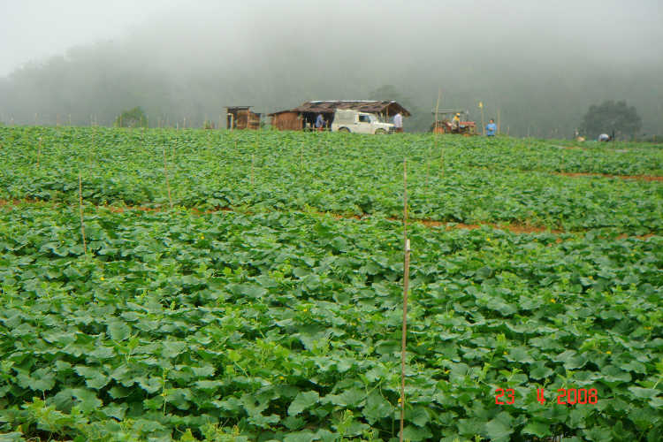 Watermelon field