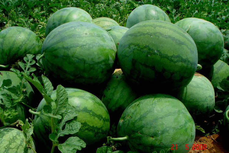 Watermelon pile