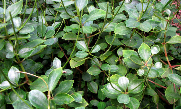 Peperomia blanda