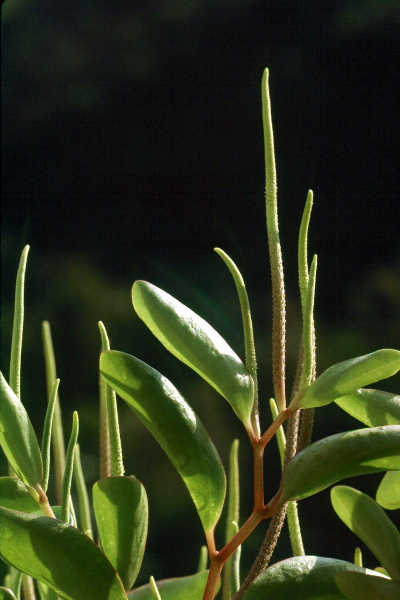Peperomia wheeleri