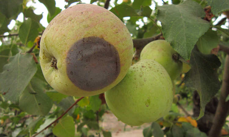 Alternaria fruit rot in apple