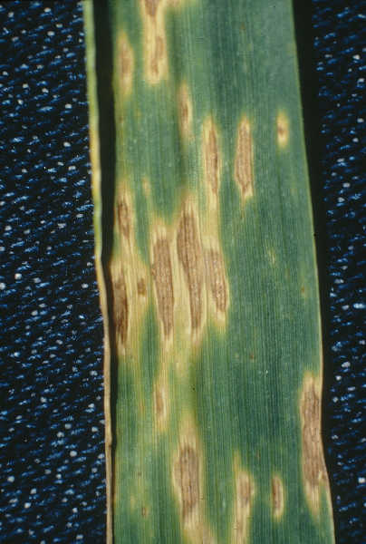 Alternaria leaf blight on wheat