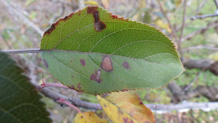 Alternaria leaf spot on apple leaf