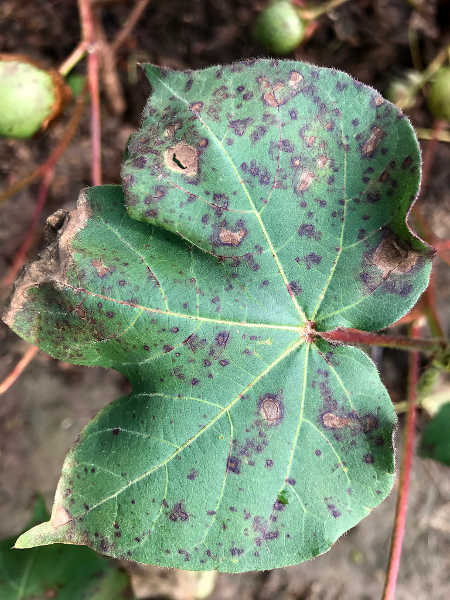 Alternaria leaf spot damage in cotton