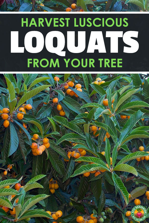 A loquat tree can provide you not only with an autumn show of flowers, but tasty fruit in late winter and early spring. Our growing guide shows you how!