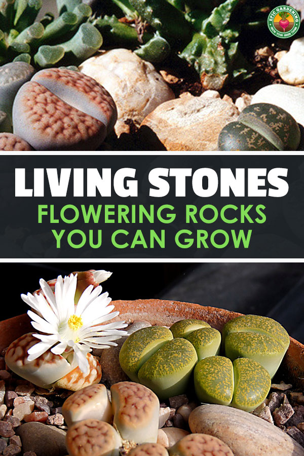 Lithops, more commonly called living stones or pebble plants, are unusual rock-like succulents. Our complete growing guide explains everything you need to know!