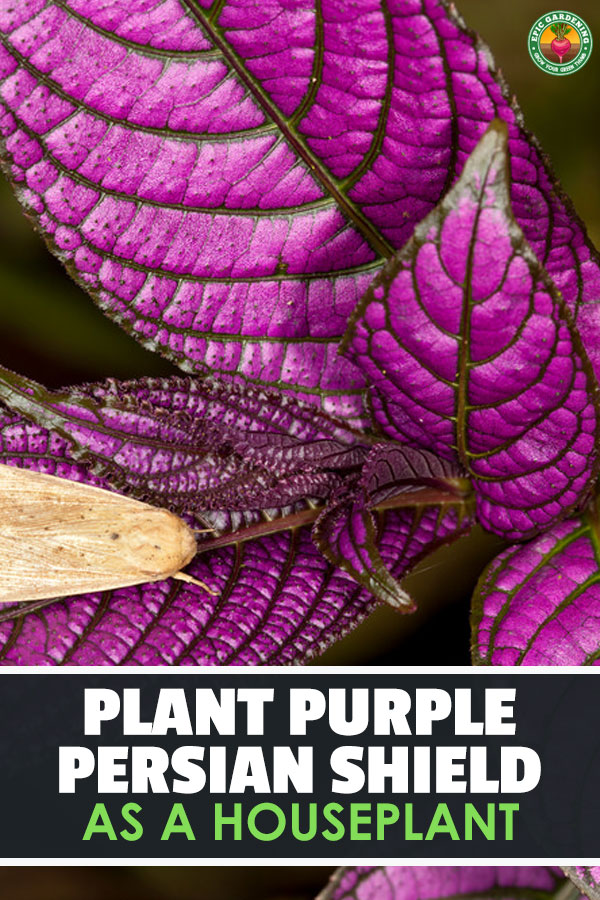 Persian shield is a fantastic tropical plant both as a houseplant and bedding plant. Learn to grow this iridescent purple plant with our growing guide!