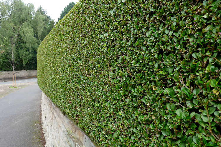 Well trimmed hedge