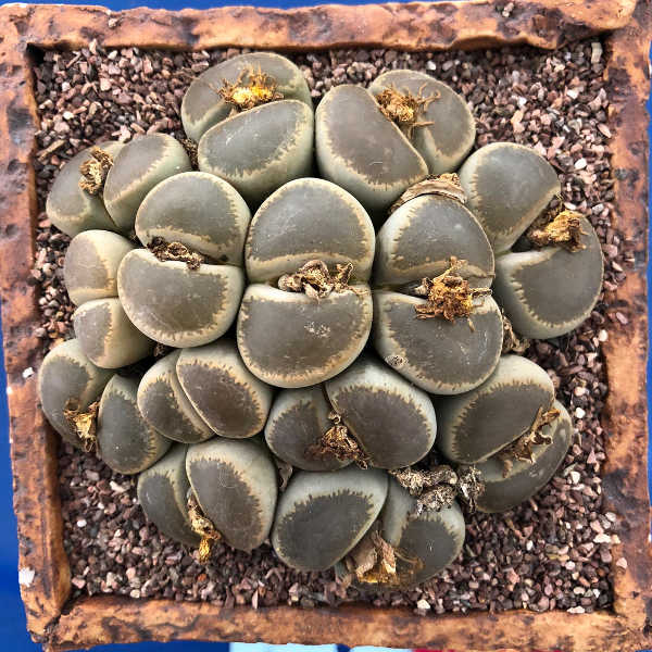 Lithops cluster
