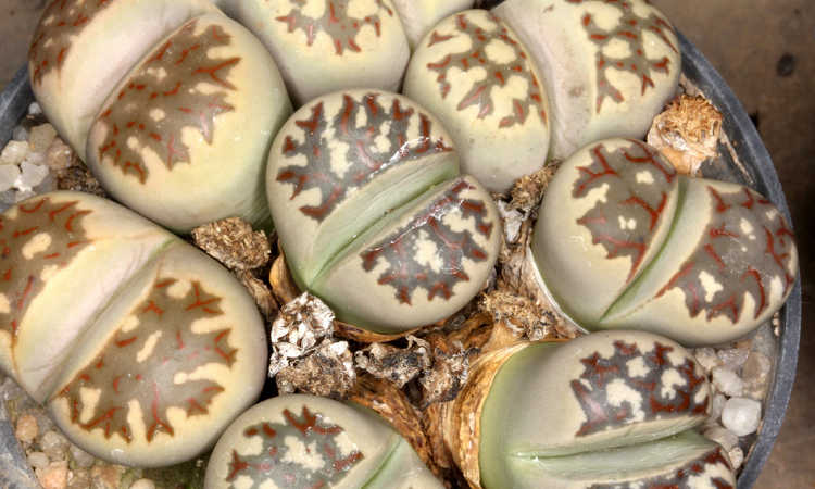 Lithops dorotheae