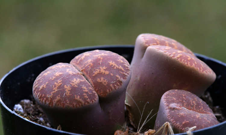 Lithops elongating