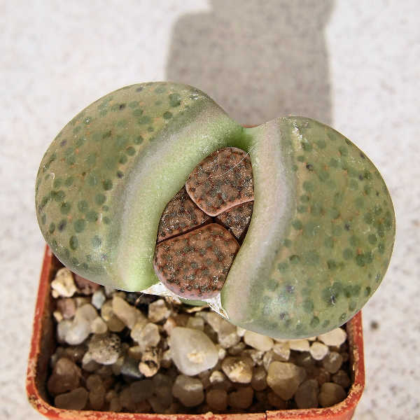 Lithops fulviceps