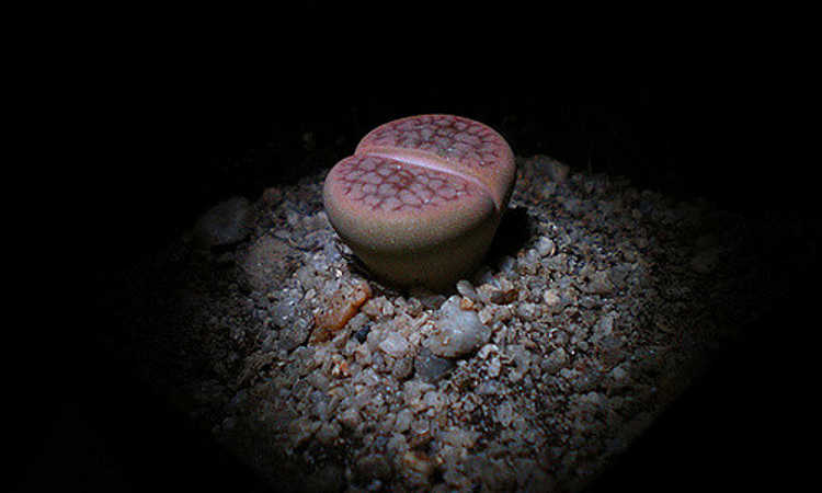 Lithops hookeri