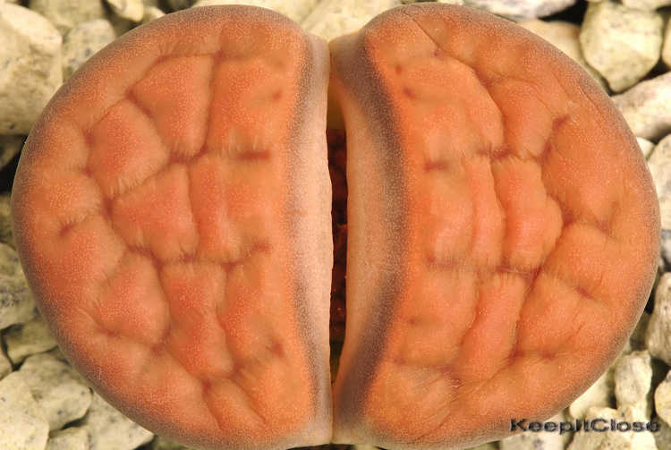 Lithops karasmontana