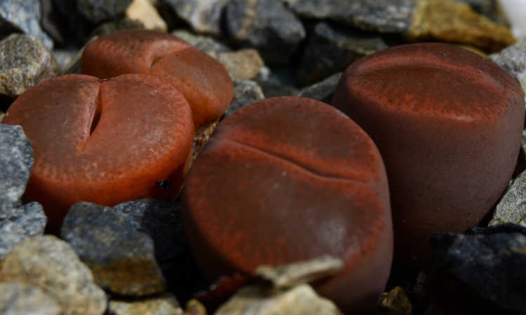 Lithops lesliei var. marine