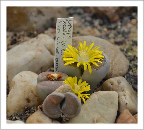 Lithops localis