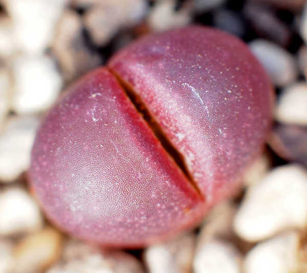 Lithops optica var rubra