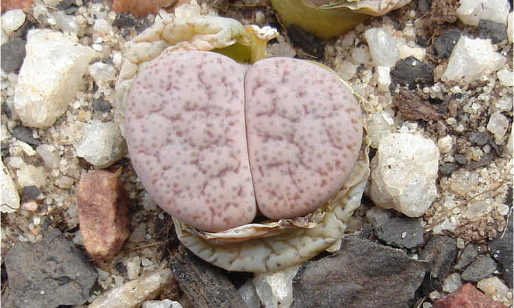 Lithops psuedotruncatella