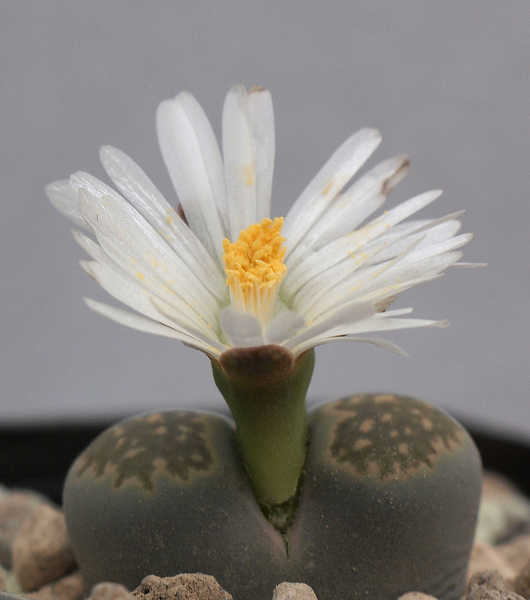 Lithops salicola