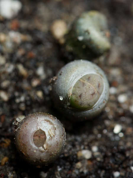 Lithops seedlings splitting