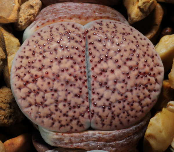 Lithops verruculosa