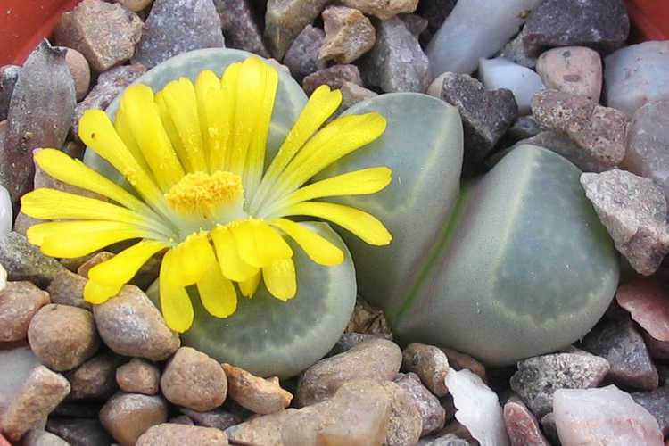 Lithops viridis
