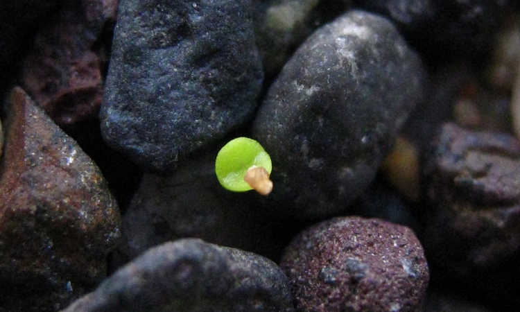 Newly sprouted lithops seedling