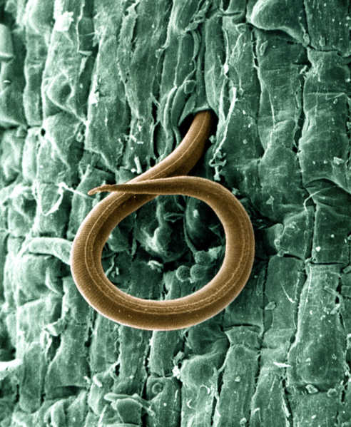 Meloidogyne incognita