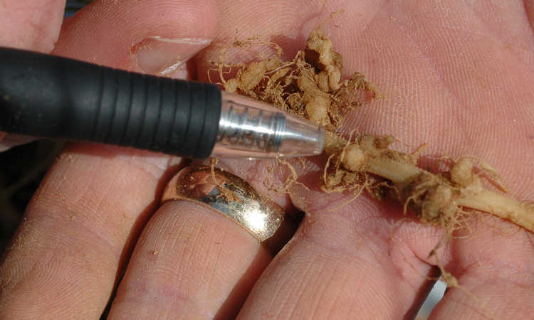 Root knot nematode galls on pumpkin roots