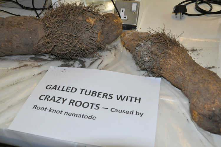 Tubers with root knot nematode galls