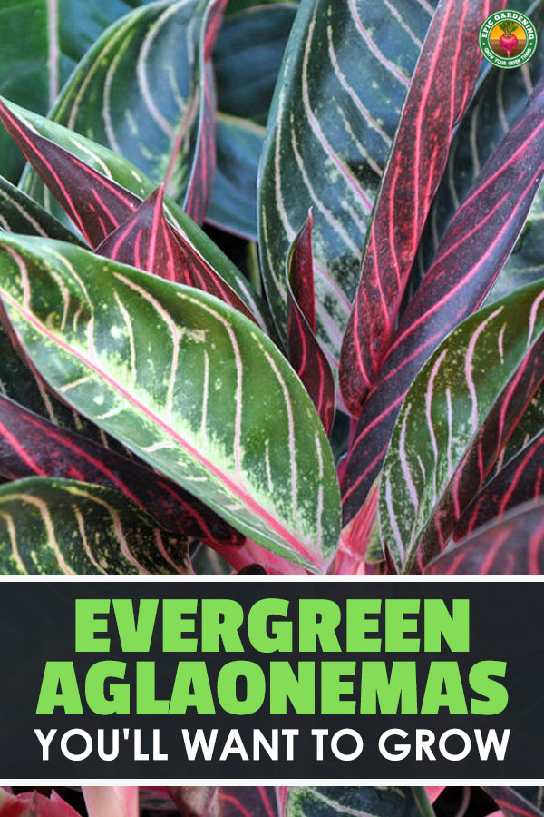 Whether you call it Chinese Evergreen or aglaonema, this \