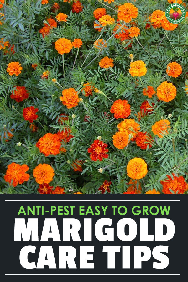 Marigolds are easy-growing, keep pests at bay, are often edible, and are the \