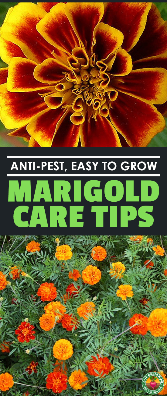 Marigolds are easy-growing, keep pests at bay, are often edible, and are the