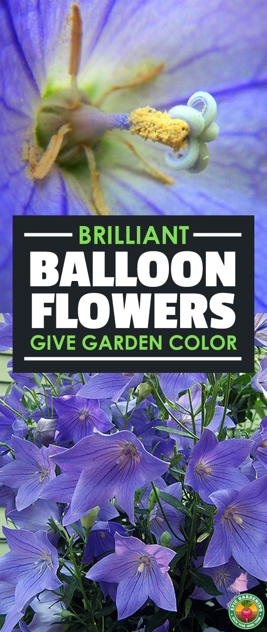 The Japanese or Chinese bellflower, also called the balloon flower, is a gorgeous and vibrant pop of color in the garden. Learn to grow them with our guide!