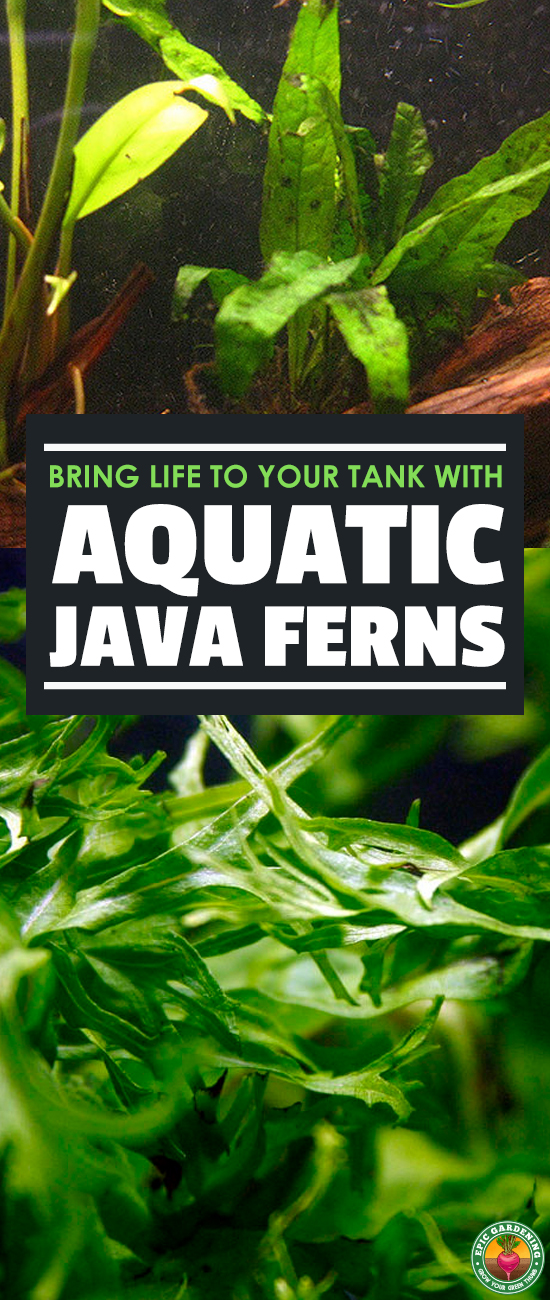 The java fern is a very popular and accessible aquarium plant. Learn how to garden underwater with our complete growing guide!