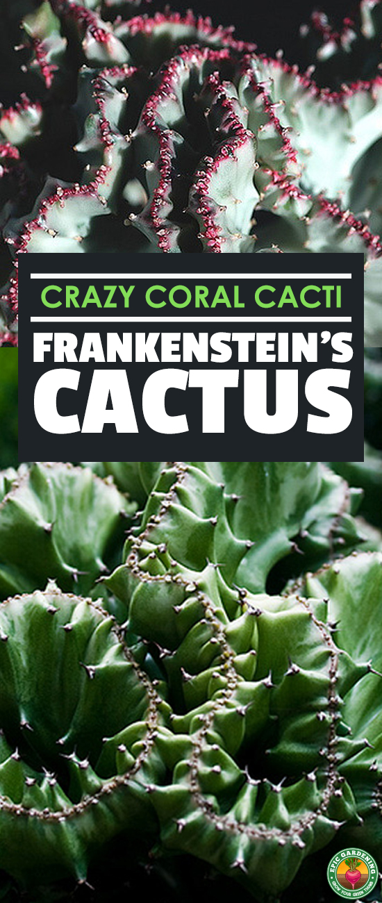 The coral cactus isn't a cactus or made of coral. This Frankenstein-like grafted plant is a strange, stylish succulent! Learn to grow your own here.