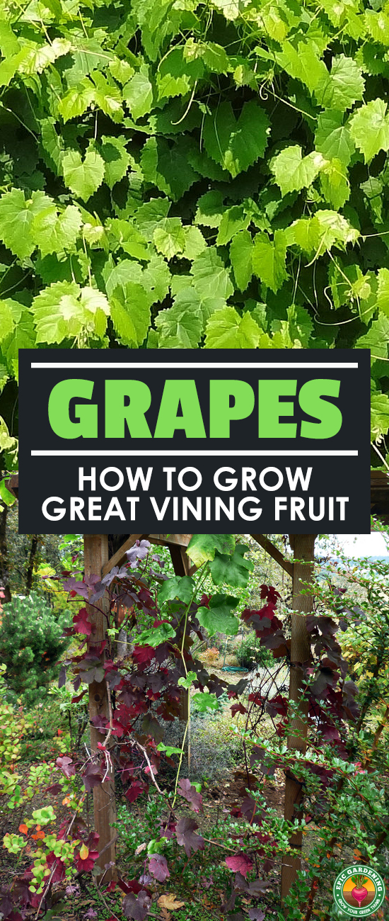 Growing grapes can be complex, but the basics are universal. Our epic grower's guide will help you start your own home vineyard!