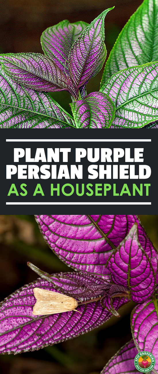 Persian shield is a fantastic tropical plant both as a houseplant and bedding plant. Learn to grow this iridescent purple plant with our growing guide!