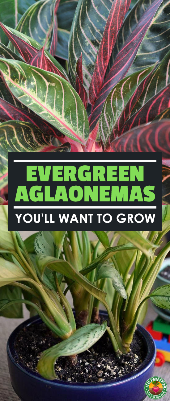 Whether you call it Chinese Evergreen or aglaonema, this