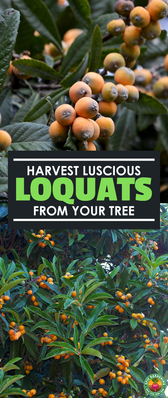 A loquat tree can provide you not only with an autumn show of flowers, but tasty fruit in late winter and early spring. Our growing guide shows you how!