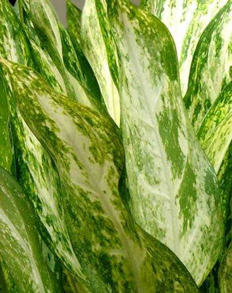 Aglaonema pseudobracteatum