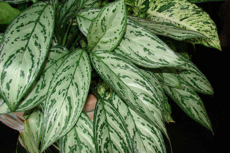 Aglaonema Silver Queen