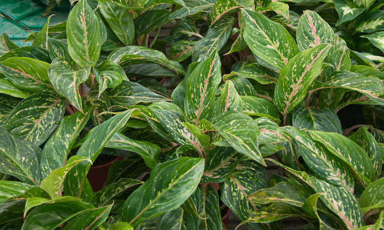 Aglaonema Suzy