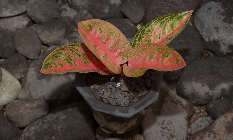 Aglaonema widuri