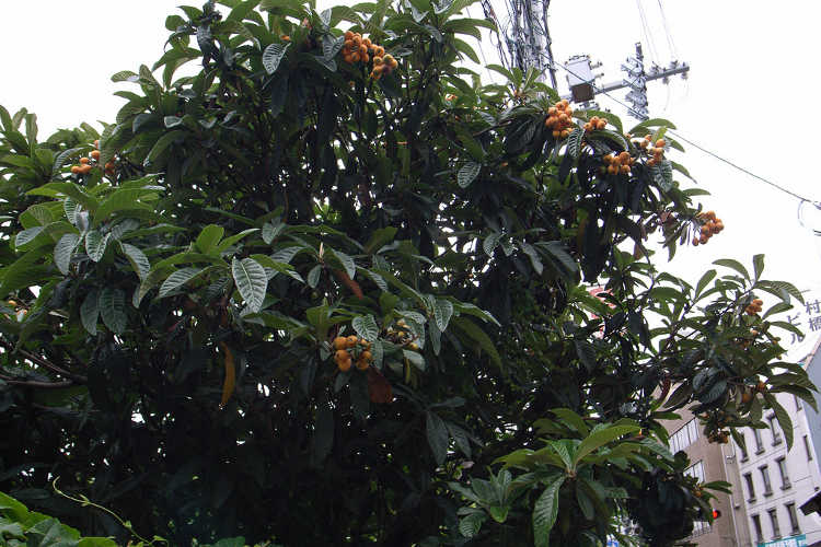 Loquat tree in the city