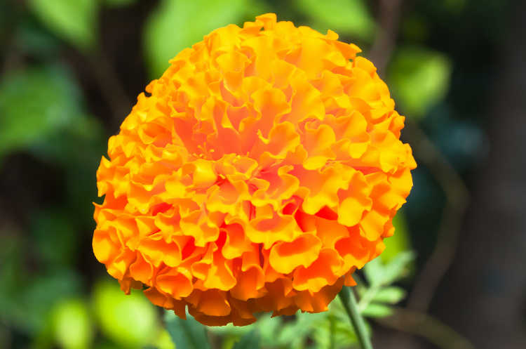 Flor de muerte