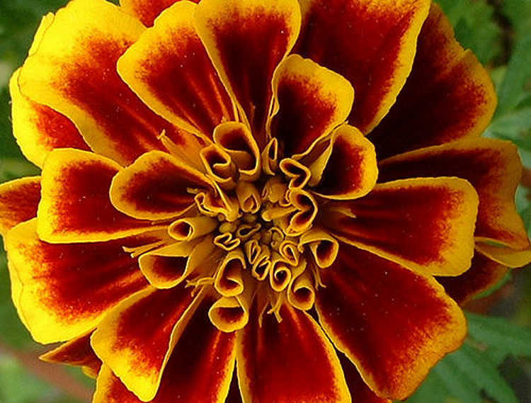 French marigold