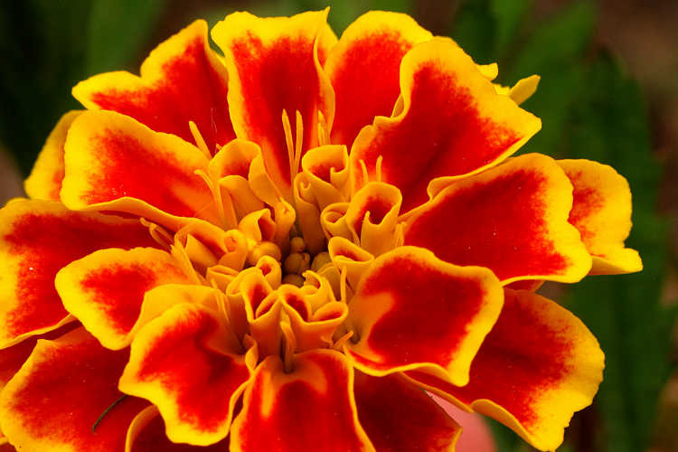 French marigold