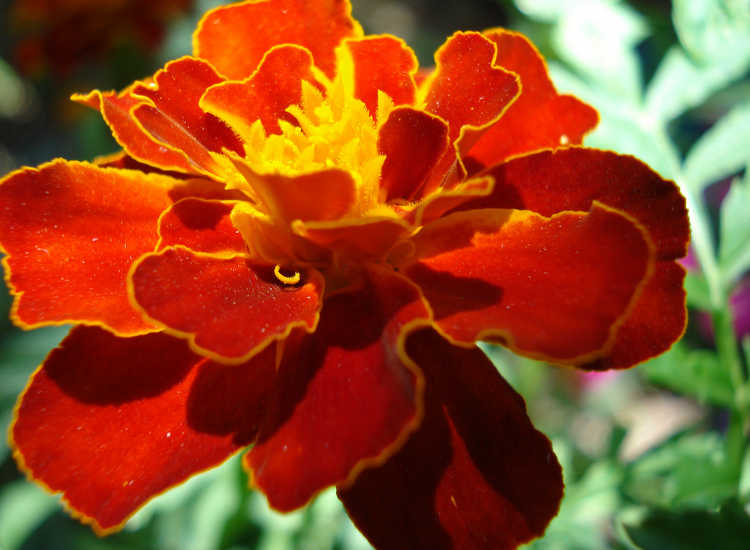 Marigold